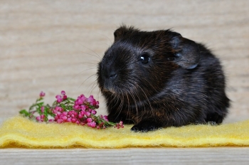 guinea-pig-658718_640